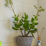 Altstadt-hotel Hotel 3*