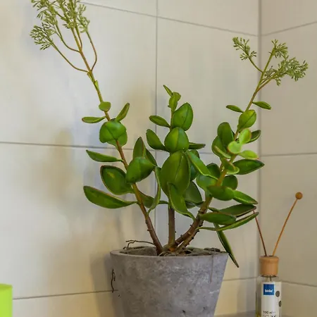 Altstadt-hotel Hotel 3*